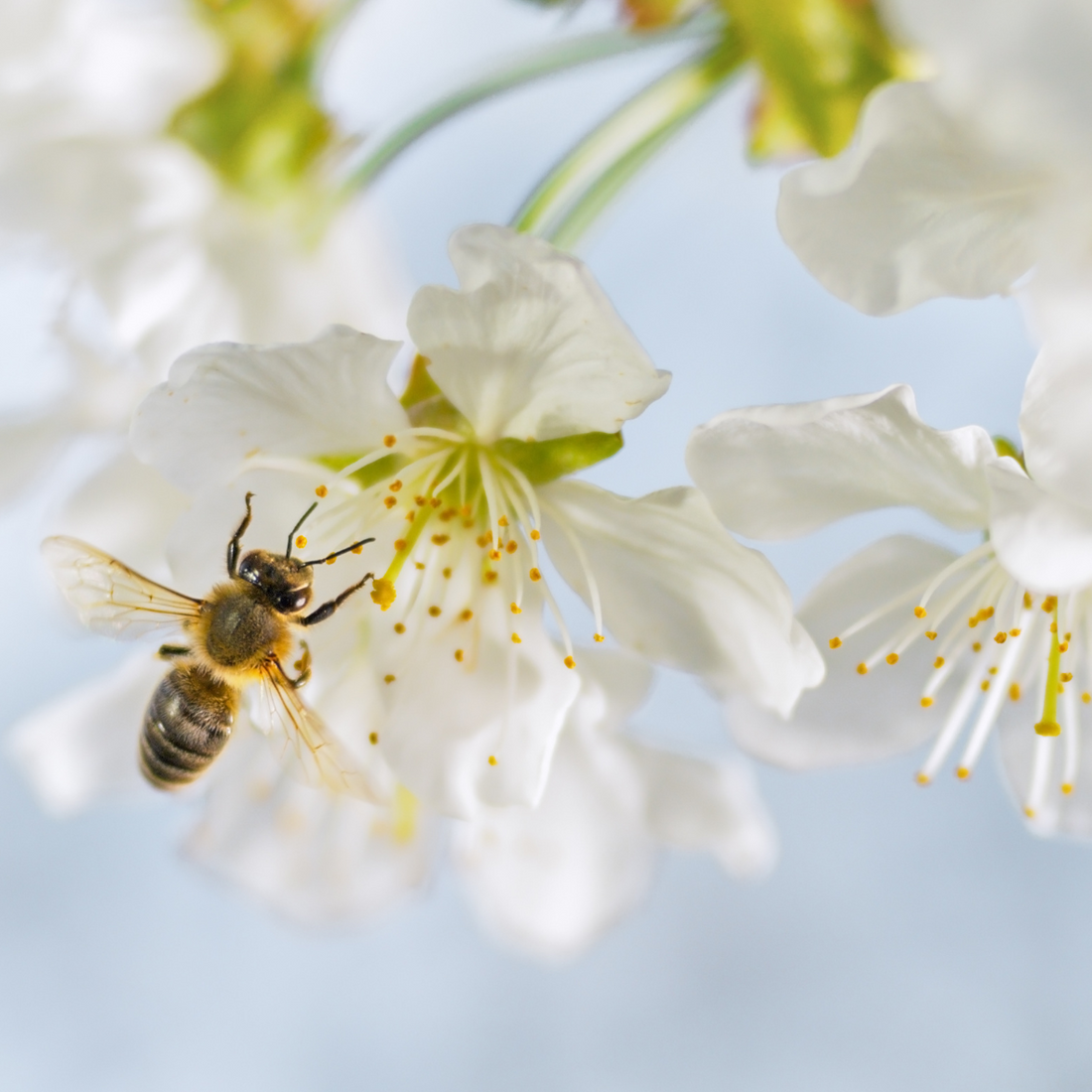 De essentiële rol van bijen in onze natuur