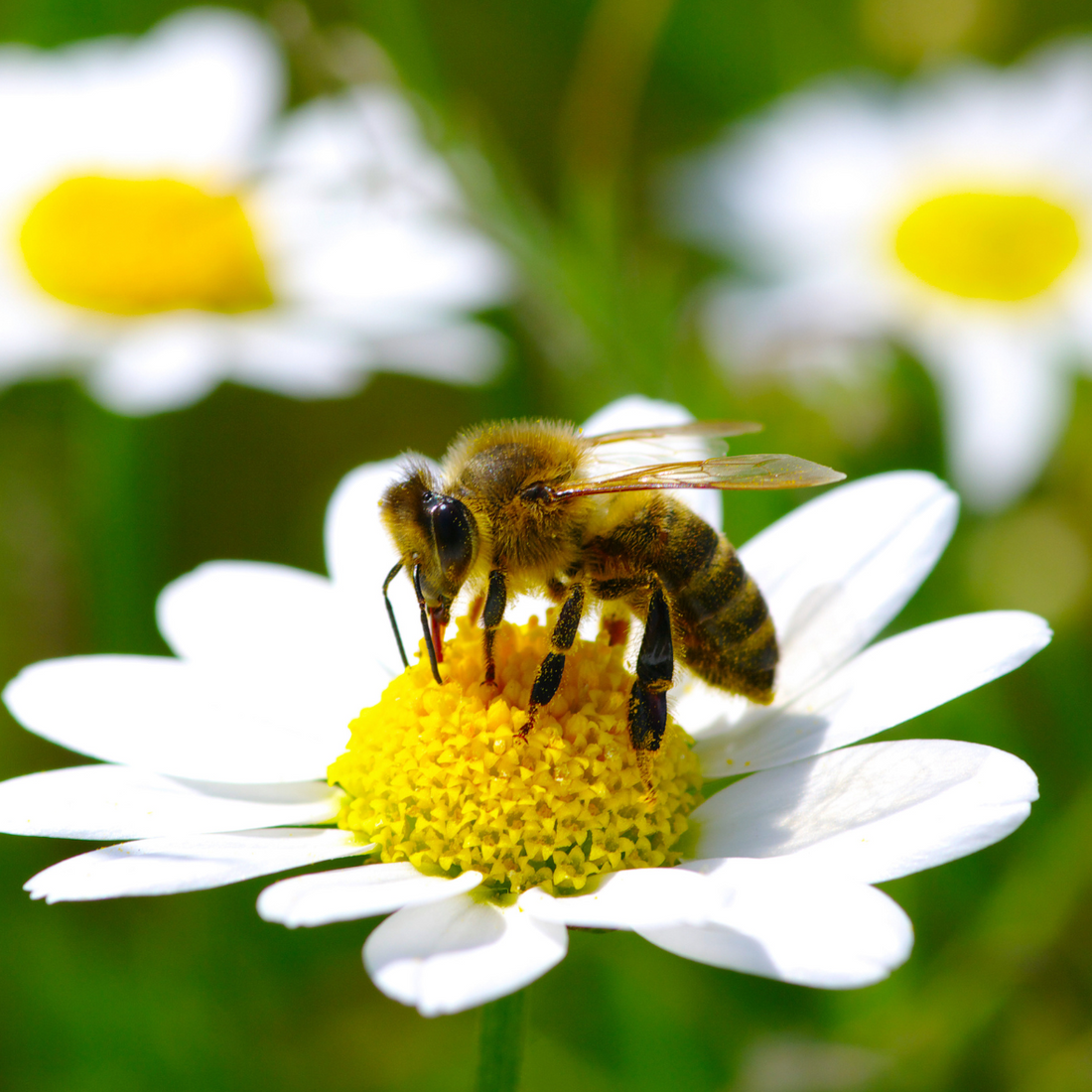 De invloed van het weer op bijen: een delicate dans tussen natuur en bestuiving